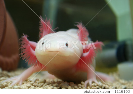 UPAZOU UPAZOU 1116103