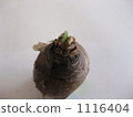 芽從燈泡中出現 1116404