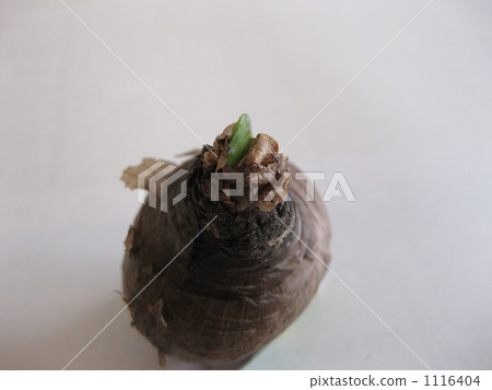 芽從燈泡中出現 芽從燈泡中出現 1116404