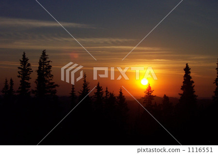 日出 朝陽 針葉樹 1116551
