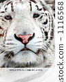 White Tiger   1116568