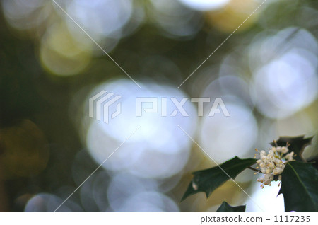 Asahi and holly flowers Asahi and holly flowers 1117235