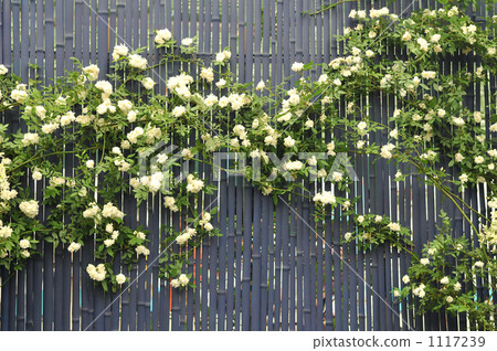 Bamboo fence Bamboo fence 1117239