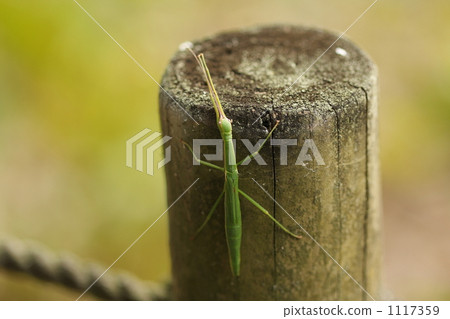 Tobinahifushi Tobinahifushi 1117359