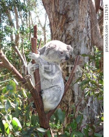 Koala (to the right) Australia 1117634