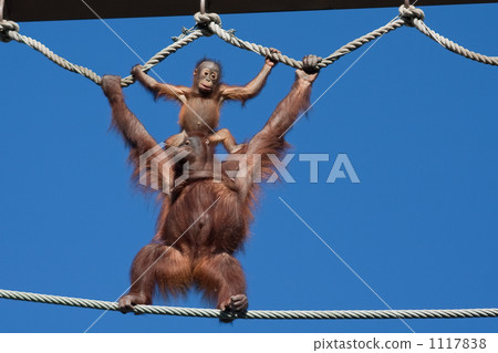 旭山動物園 1117838