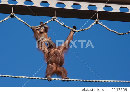 旭山動物園 1117839