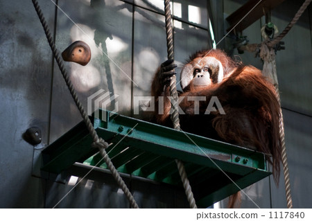 Asahiyama Zoo 1117840