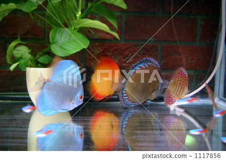 Tropical fish 1117856