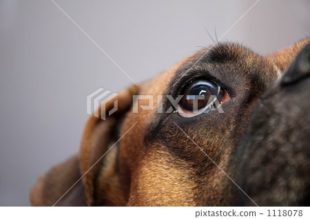 眼睛 目光 毛孩 1118078