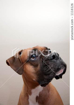 毛孩 狗 狗狗 1118126