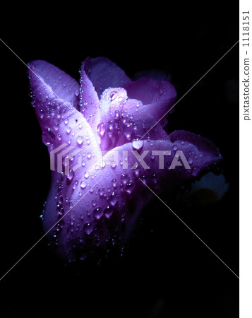 Night tulip Night tulip 1118151