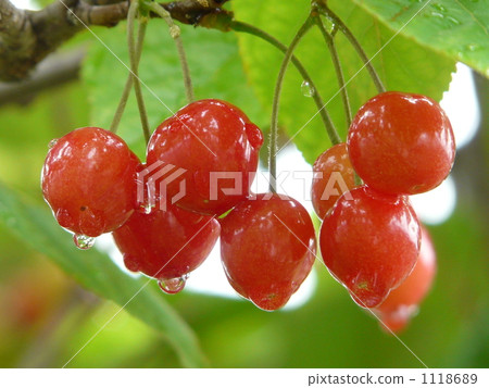 Cherry Cherry 1118689