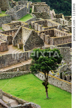 馬丘比丘樹 馬丘比丘樹 1118948