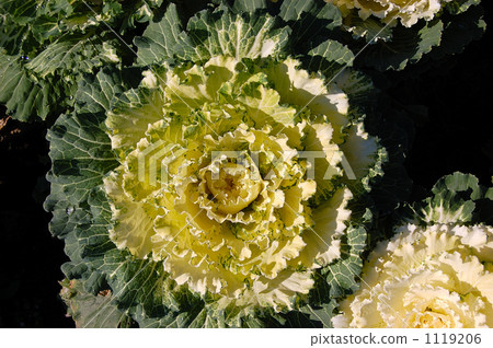 波坦 羽衣甘藍 筑波 1119206