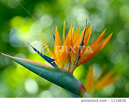 strelitzia, lifting, foliage plant 1119636
