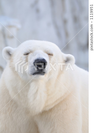北極熊 東山動植物園 困倦的 1119951