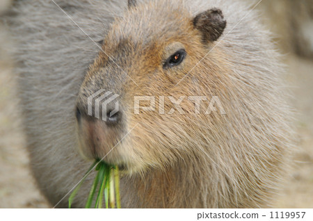 水豚 東山動植物園 餵養 1119957