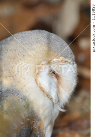 倉鴞 貓頭鷹 東山動植物園 1119959