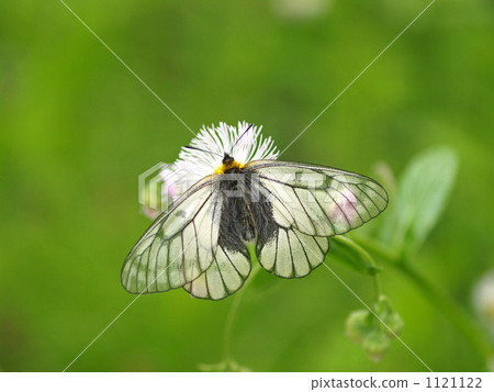 烏蘇巴族 1121122