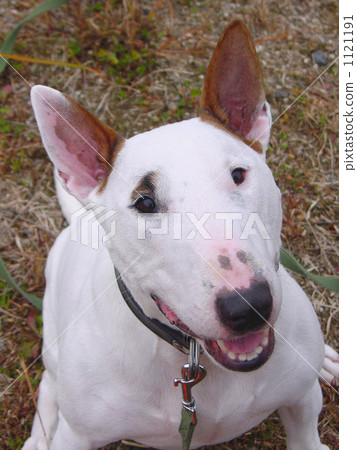 Dog - Bull terrier prairie 1121191