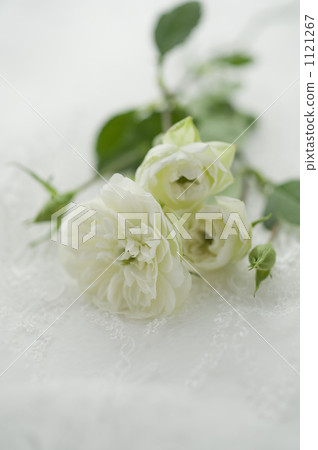 Rose flowers on white lace Rose flowers on white lace 1121267