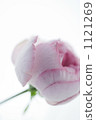 One flower of pink roses 1121269