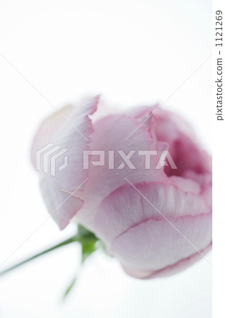 One flower of pink roses One flower of pink roses 1121269