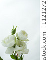 White rose flower 1121272