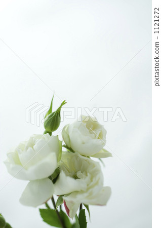 White rose flower White rose flower 1121272