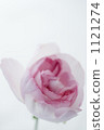One flower of pink roses 1121274