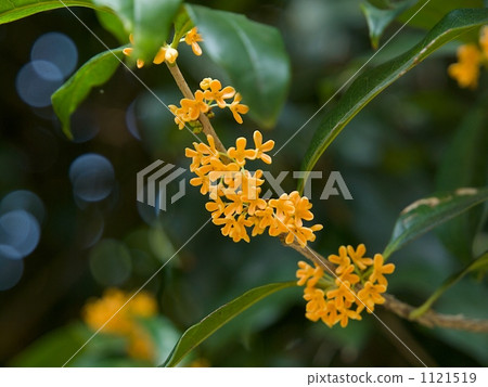 桂花 桂花 1121519