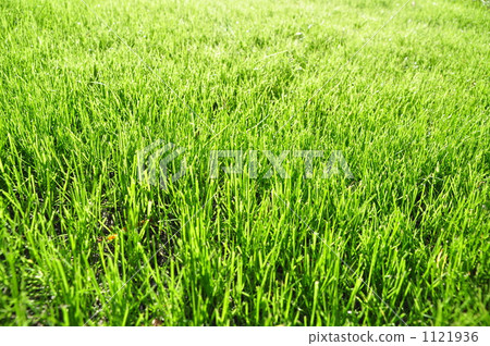 Lawn Lawn 1121936