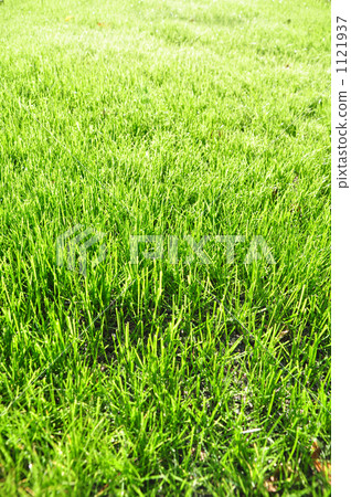 Lawn 1121937
