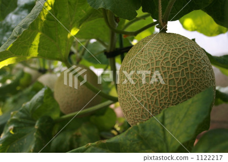 melon field, melon, melons 1122217