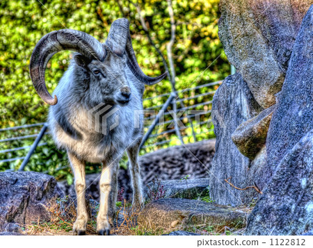 dole-ship, sheep, shepherd 1122812
