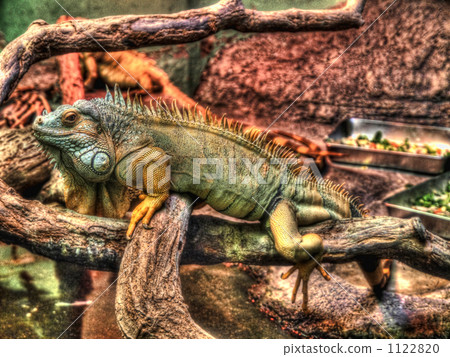 iguana, higashiyama zoo, reptile 1122820