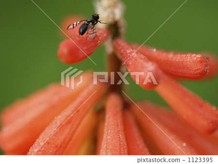 Red flower	 1123395