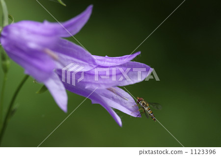 Flowers 1123396