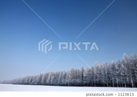 Wind snow forest Wind snow forest 1123613