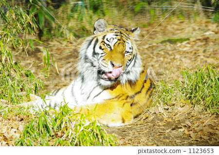 Tongue licking Tongue licking 1123653