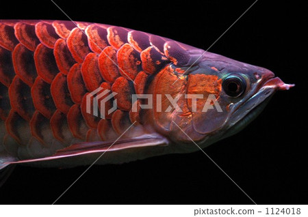 Face of Asia Arowana 1124018