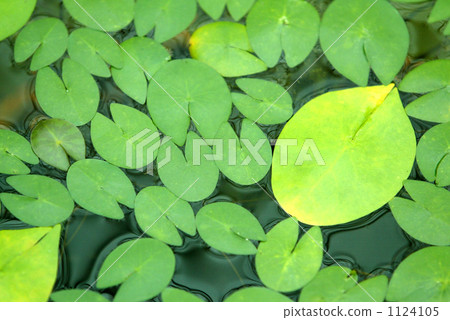 Lotus leaf 1124105
