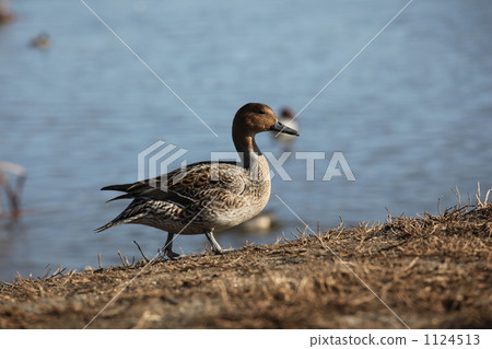 長尾鴨 1124513