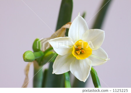 日本水仙 日本水仙 1125225