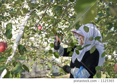 Agriculture apples Agriculture apples 1125365