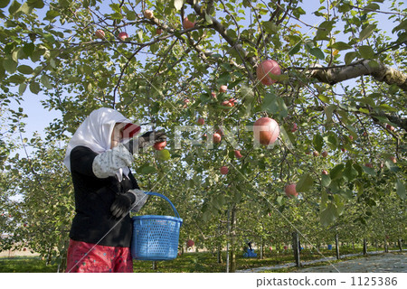 Agriculture apples 1125386