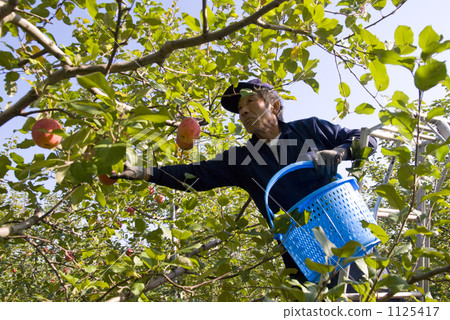 Agriculture apples Agriculture apples 1125417