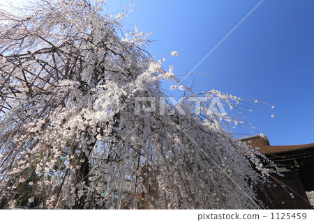 垂櫻 櫻花 垂枝櫻花 1125459
