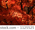 Autumn leaves 1125525